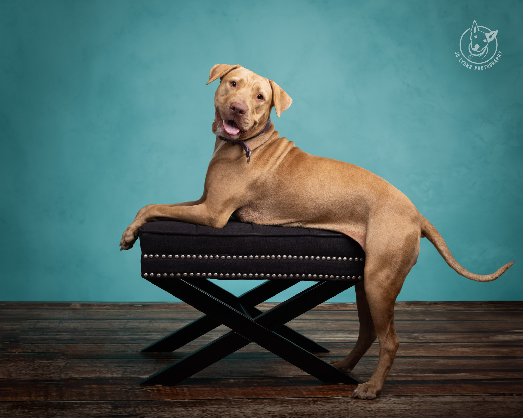 Rhodesian Ridgeback X in the studio by Jo Lyons Photography