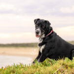 Ruby the Shar Pei x on Crowdy Head Southside Beach by Jo Lyons Photography 150x150