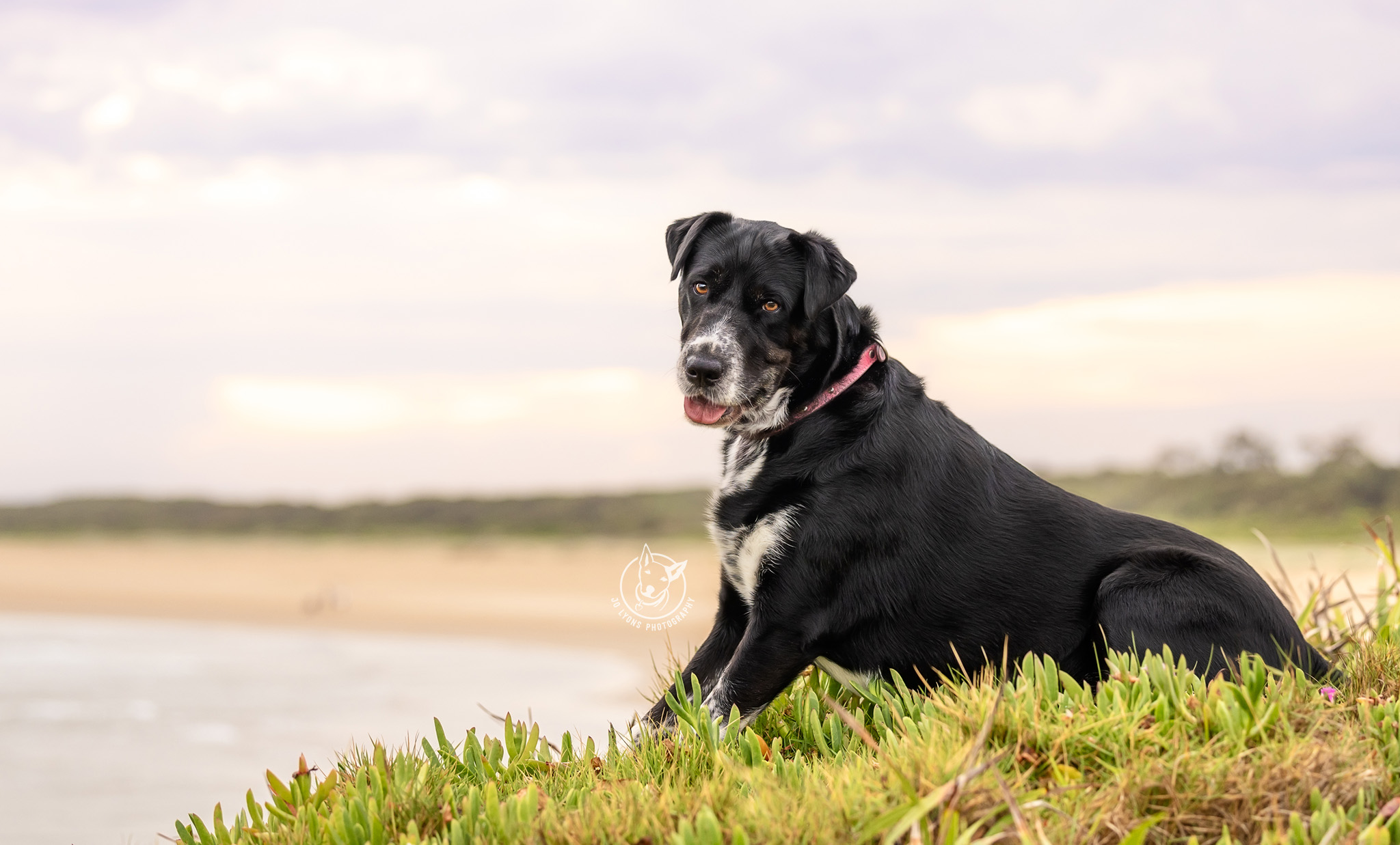 Ruby the Shar Pei x on Crowdy Head Southside Beach by Jo Lyons Photography