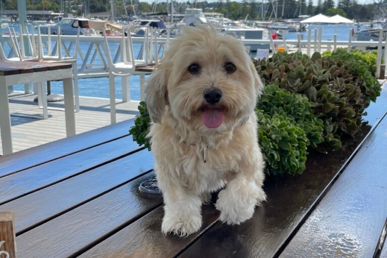 Sandy Bar Cafe 961 768x512