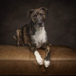 Wolfhound x in the studio by Jo Lyons Photography 150x150