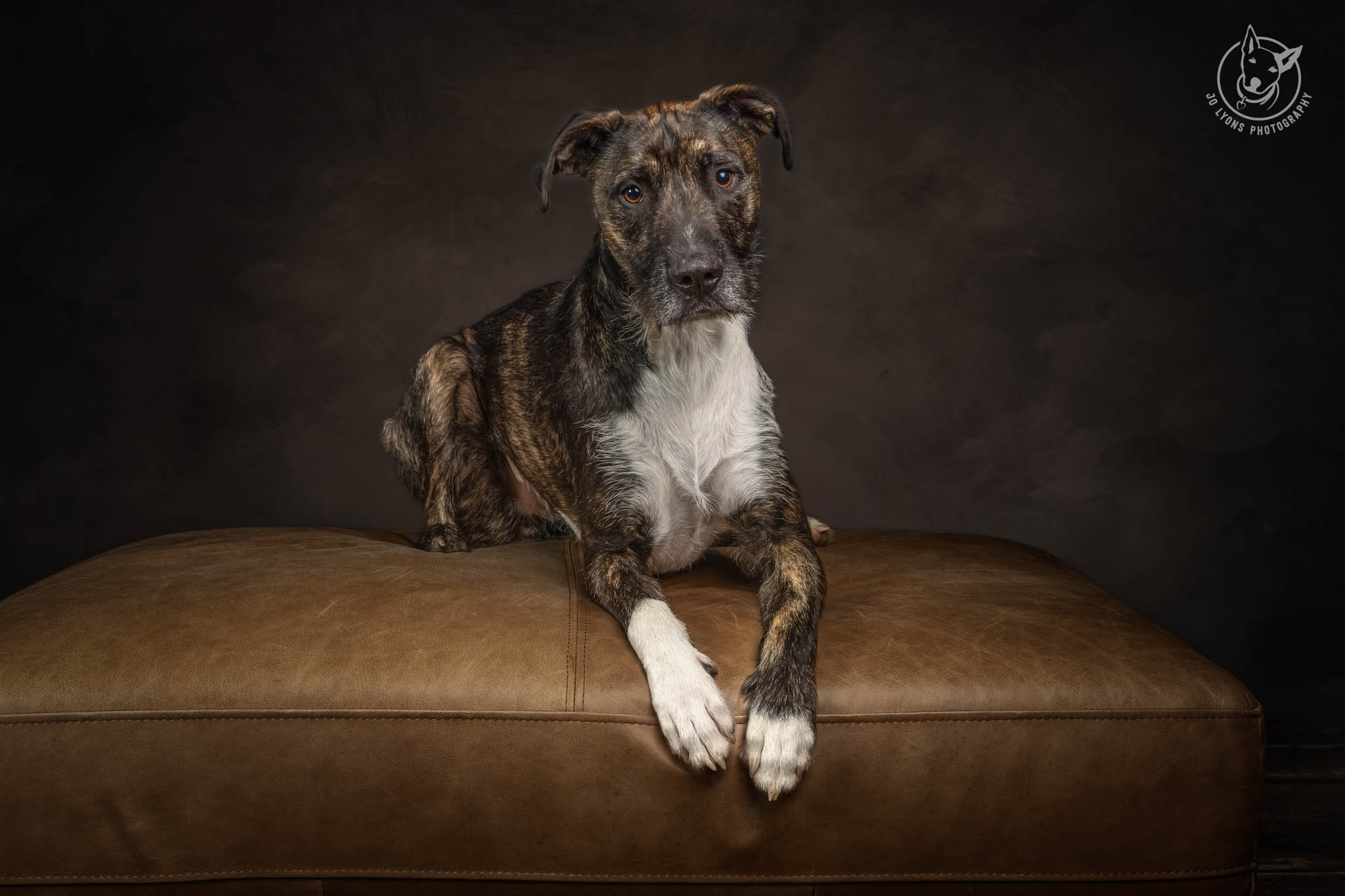 Wolfhound x in the studio by Jo Lyons Photography