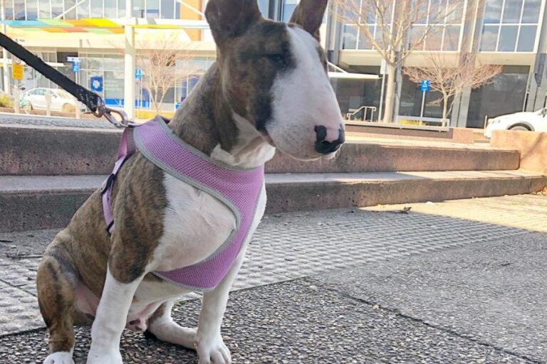 As You Like It 900600 2 768x512