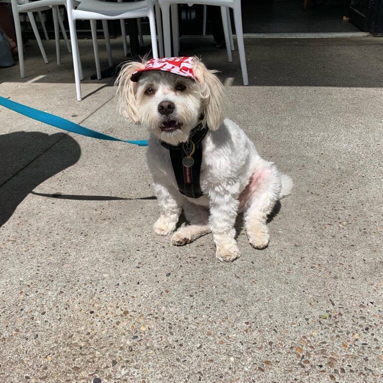 Bean Table 5 768x768