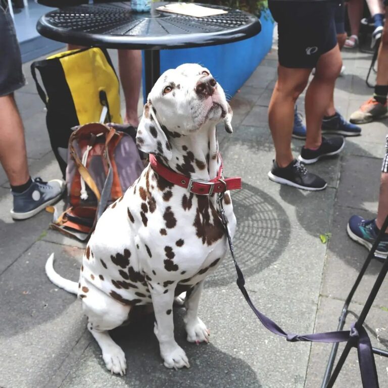 Illawarra Brewery 5 768x768