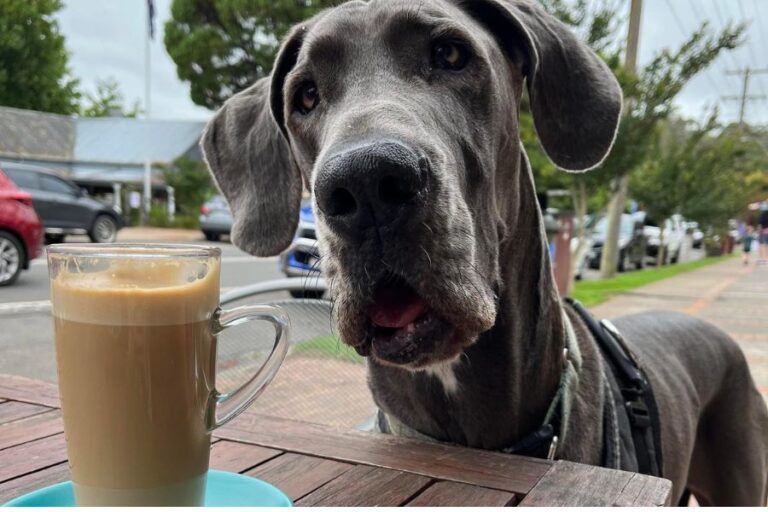 Maddisons 100 768x512