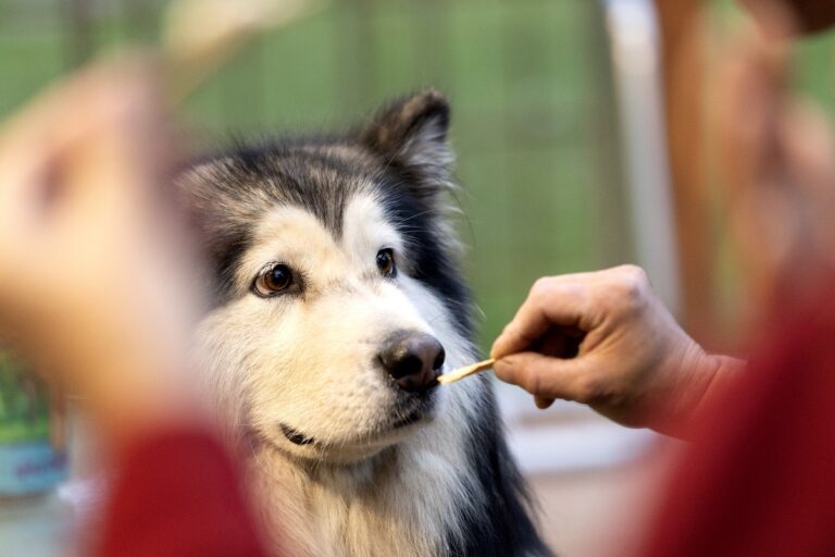 Lilydale Pine Hill Caravan Park 768x512