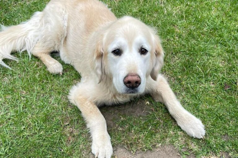 Myrtle Cafe 900600 2 768x512