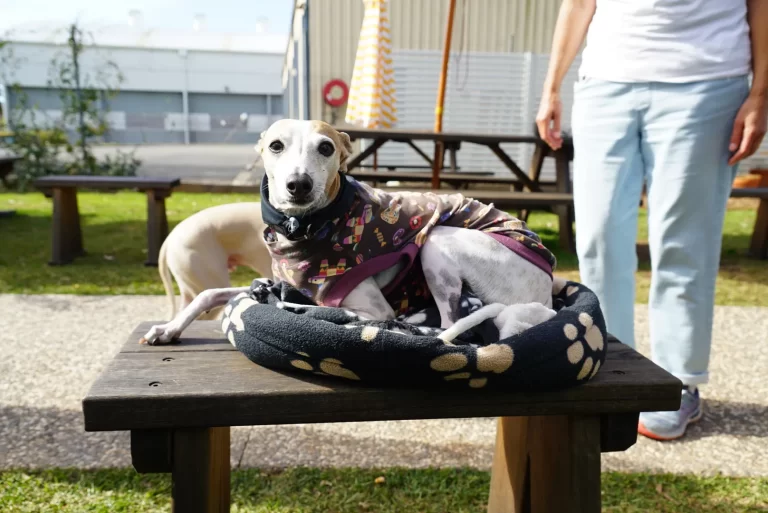 Terrace at the Bowl 1 768x513