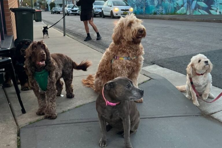 Praise Joe New 3 768x512