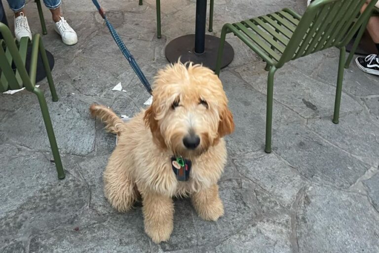 Ascot Vale Hotel 768x512