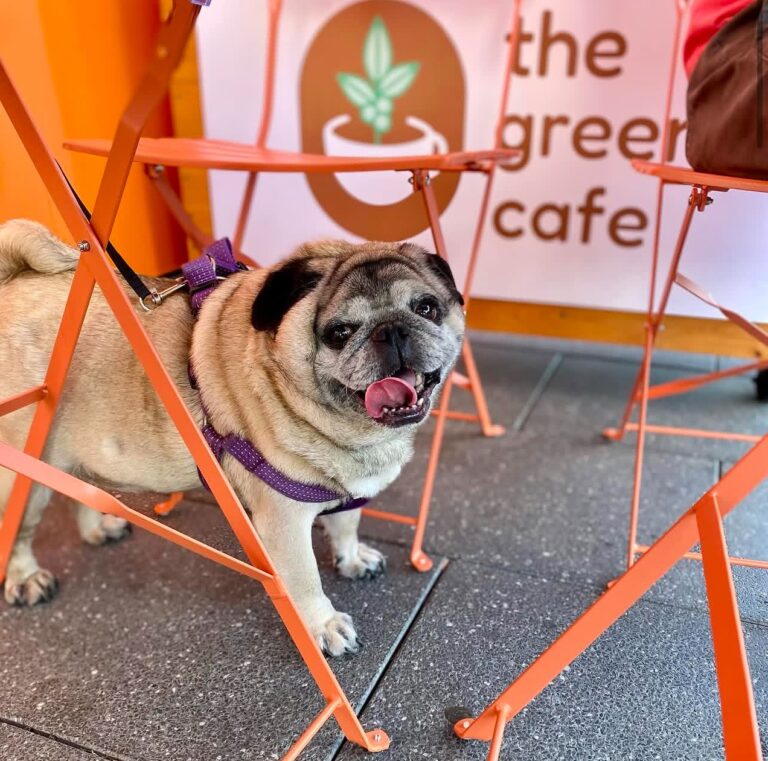 The Green Cafe Toongabbie 10 768x761