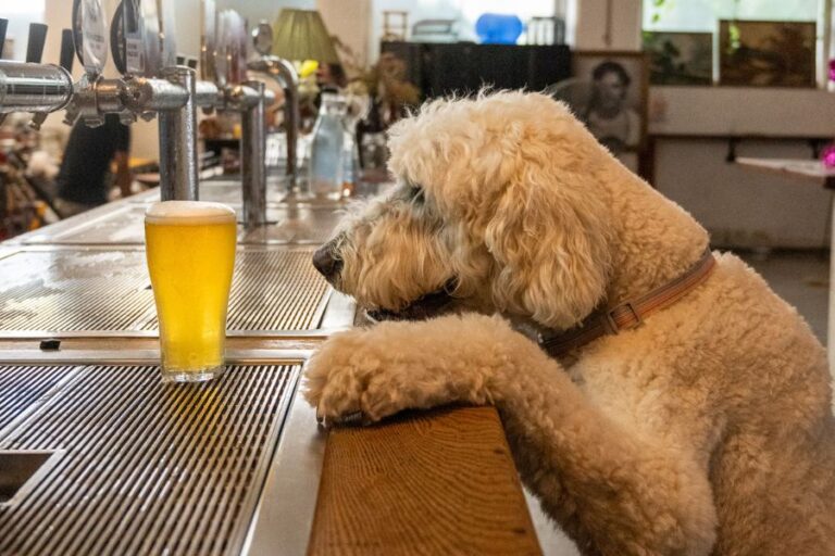 Willie The Boatman New 1 768x512