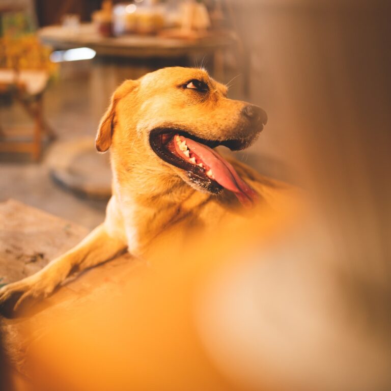 The Rose Crown 2 768x768