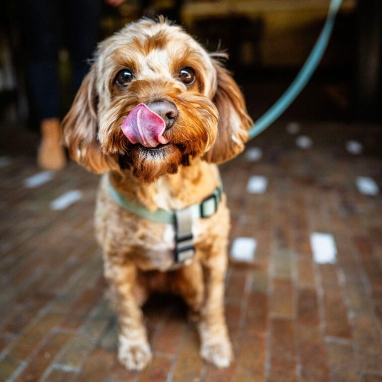 White Cockatoo Hotel 2 768x768