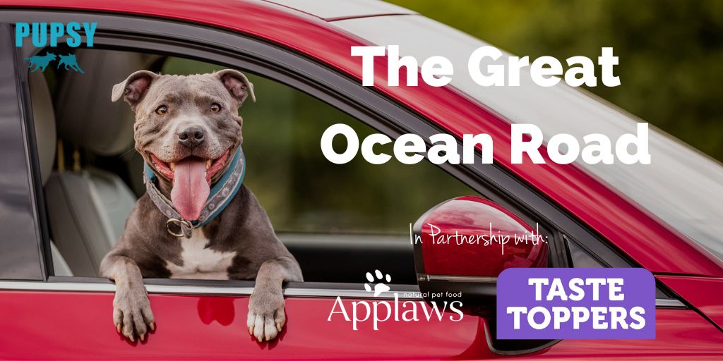 dog-friendly-great-ocean-road-applaws