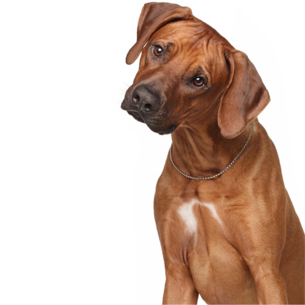 Dog paying attention