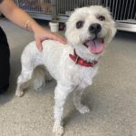 South Side Vet 1 150x150