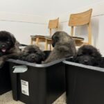 The Shire Vet 104 150x150