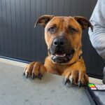 The Shire Vet 108 150x150