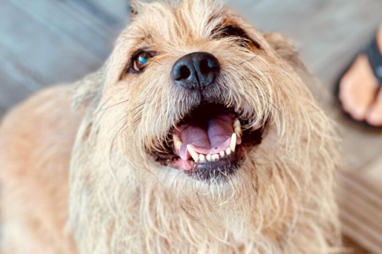 The Village Emporium 6 768x512