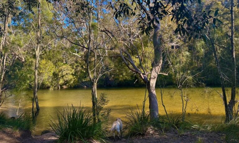 Woronora Loop 1 768x461