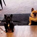 Black Honey 1 150x150