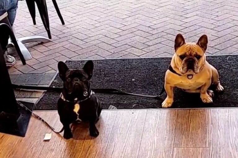 Black Honey 1 768x512