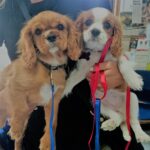 Elanora Vet 3 150x150