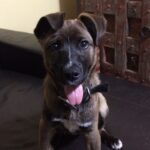 Elanora Vet 5 150x150