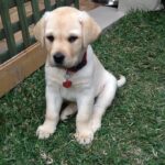 Elanora Vet 6 150x150