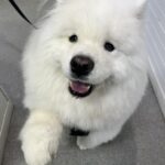 Engadine Vet 2 150x150