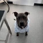 Engadine Vet 5 150x150