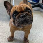 Southside Animal Hospital Cronulla 10 150x150