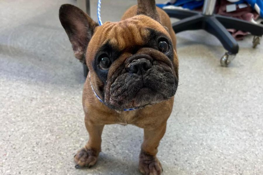 Southside Animal Hospital Cronulla 10