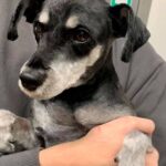 Southside Animal Hospital Cronulla 12 150x150