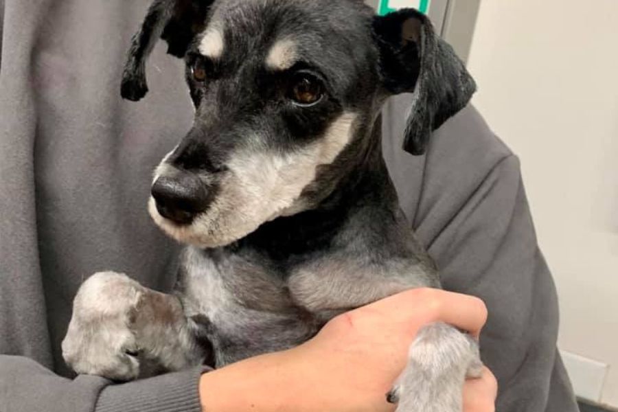 Southside Animal Hospital Cronulla 12