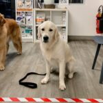 Southside Animal Hospital Cronulla 7 150x150