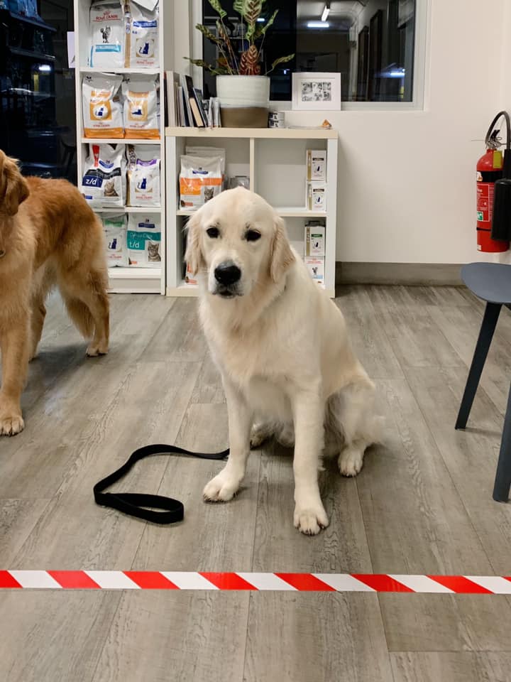 Southside Animal Hospital Cronulla 7