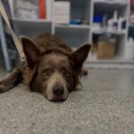 Sylvania Vet 1 150x150