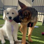 Sylvania Vet 2 150x150