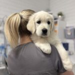 Sylvania Vet 3 150x150