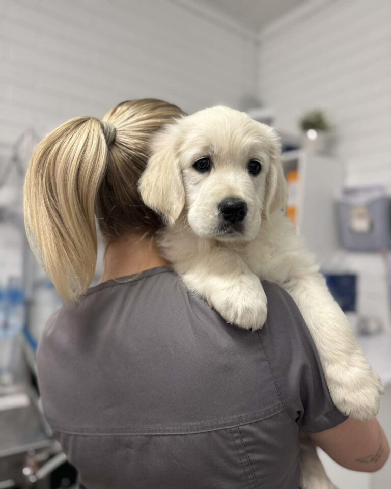 Sylvania Vet 3 768x960