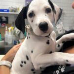 Sylvania Vet 5 150x150