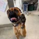 Sylvania Vet 7 150x150