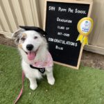 Sylvania Vet 8 150x150