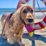 Barefoot on the Beach 2 150x150