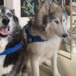 Longboat Cafe 5 150x150