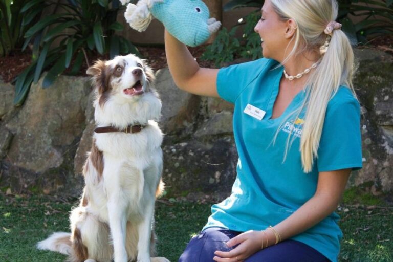 Pittwater Animal Hospital 10 768x512