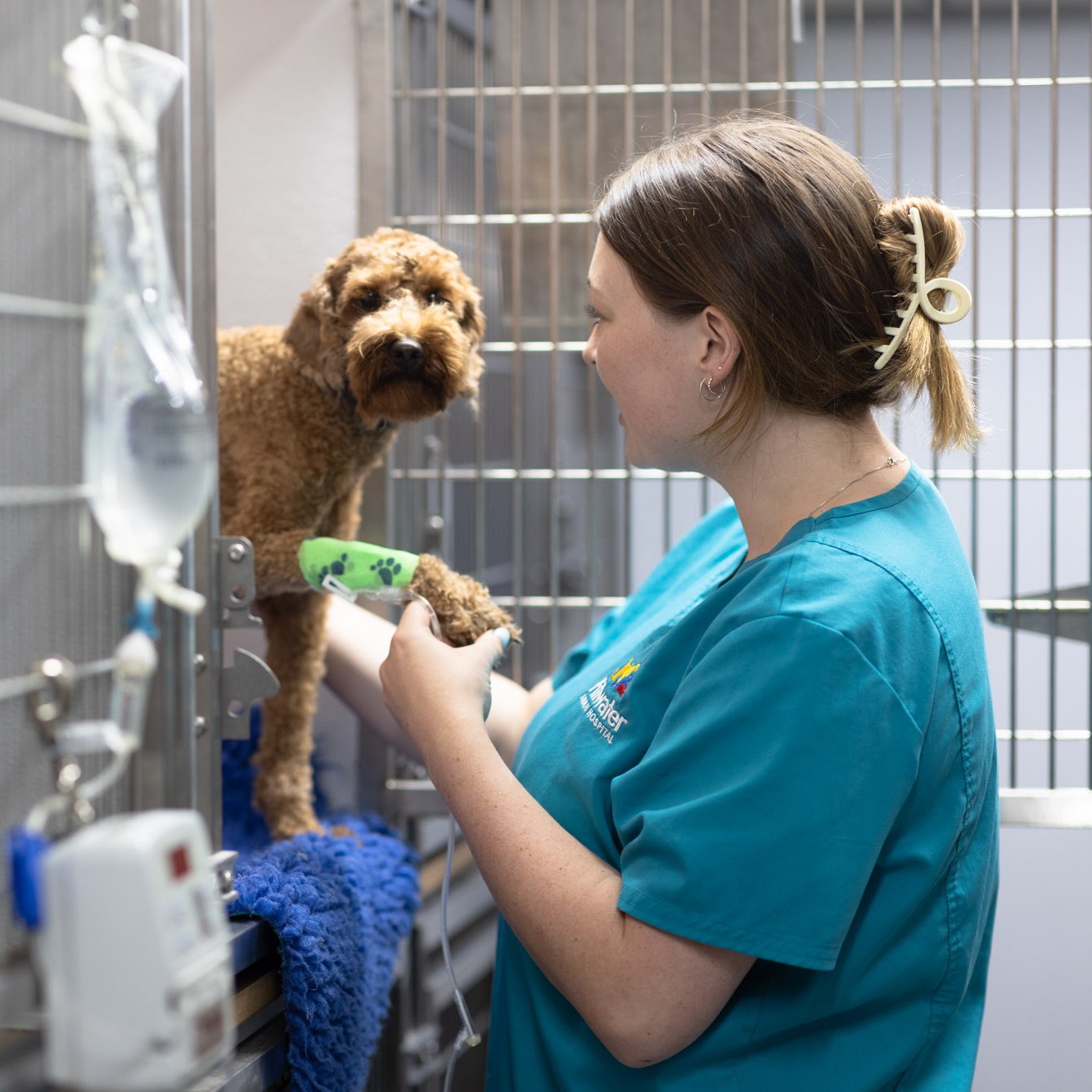 Pittwater Animal Hospital 4